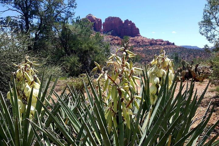 Tour del vortice di Sedona di quattro ore