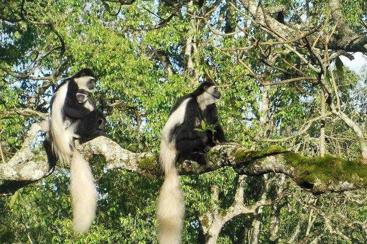 Dagstur till Arusha National Park