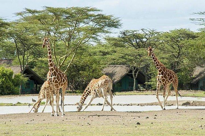 2 Days 1 Night Ol Pajeta Conservancy Tour
