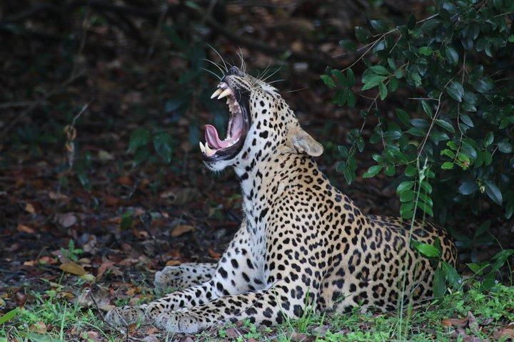 Sri Lanka turnerar 12-dagars djurlivstur med förare, bil eller skåpbil och boende