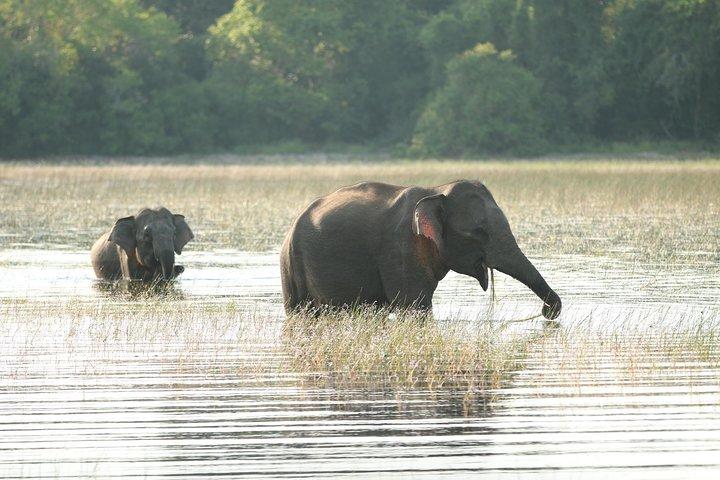 Visites sur la faune de 12 jours au Sri Lanka avec chauffeur, voiture ou fourgonnette et hébergement