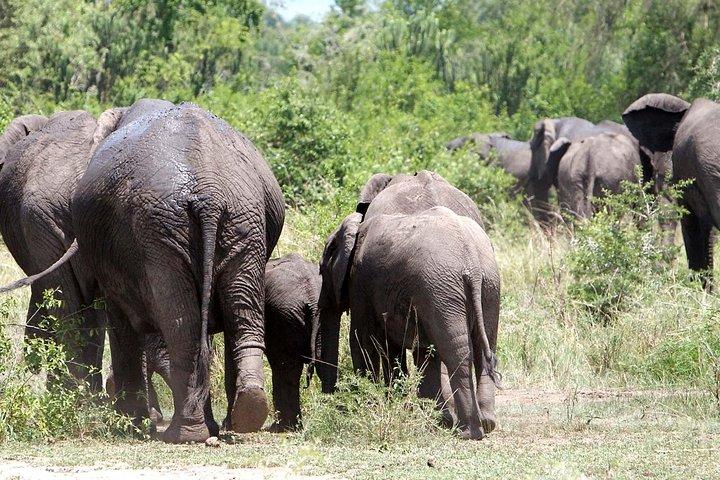 Bwindi impénétrable Kenya Tanzanie Gorilla Safari 14 jours 13 nuits