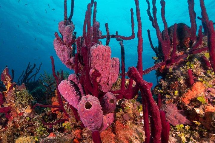 Scuba Doo Diving Experience i Punta Cana