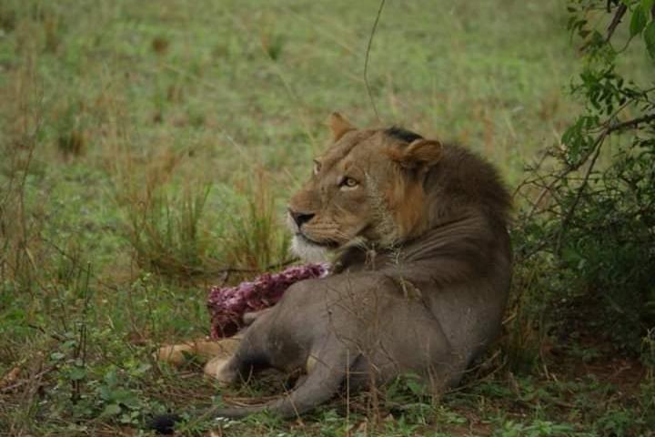 Three Days Murchison Falls National Park Tour i Uganda