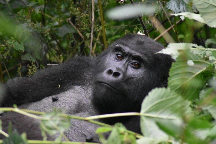 Drei Tage Gorilla Safaris in Uganda