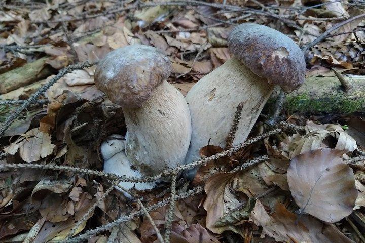 野生での採餌-ブラショブからの日帰り旅行