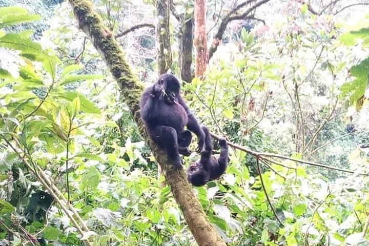 Syv dage en vidunderlig ugesafari i Uganda