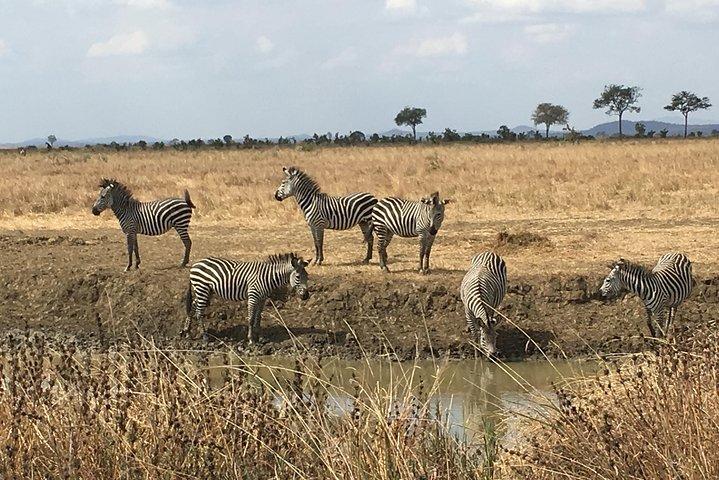 Dagtocht van Zanzibar naar Mikumi