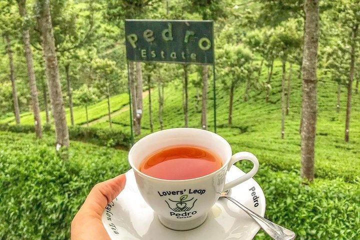 Excursion d'une journée de Kandy à Nuwara Eliya