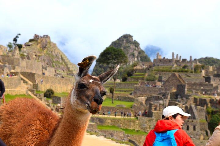 Privat tur, heldags Machu Picchu med frokost