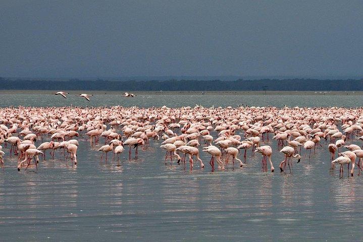 Prendi appuntamento con Fenicotteri e Rinoceronti del Parco Nazionale del Lago Nakuru - 1 giorno