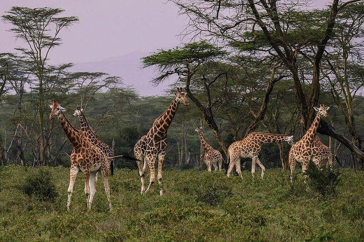 Make a date with Flamingos and Rhinos of Lake Nakuru National Park - 1 Day