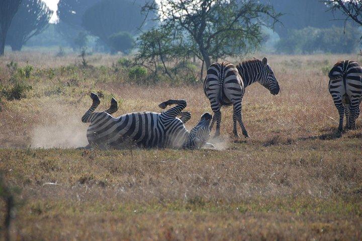 Make a date with Flamingos and Rhinos of Lake Nakuru National Park - 1 Day