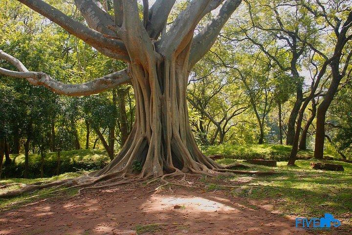 ミネリヤ国立公園のプライベートジープサファリ