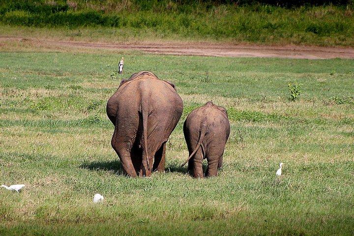 ウダワラウェプライベートサファリ（ピクニックとホテル送迎付き）