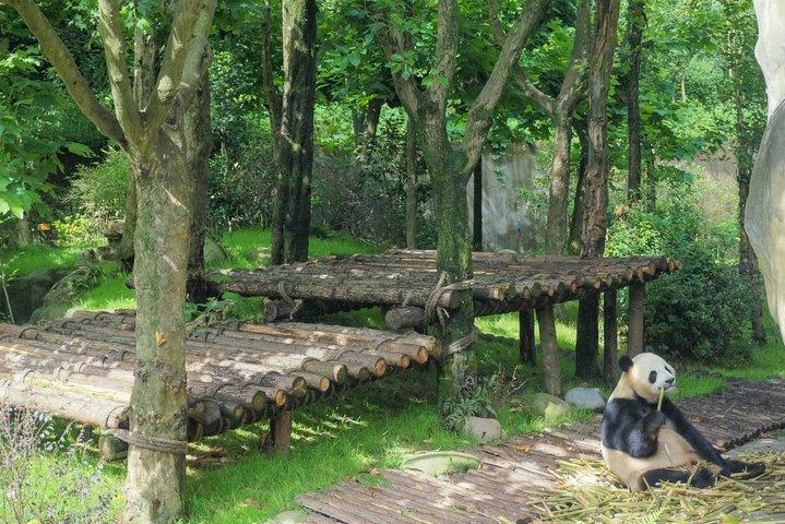 都江堰パンダ基地： パンダバレー観光2時間