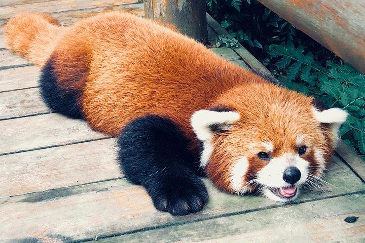 都江堰パンダ基地： パンダバレー観光2時間