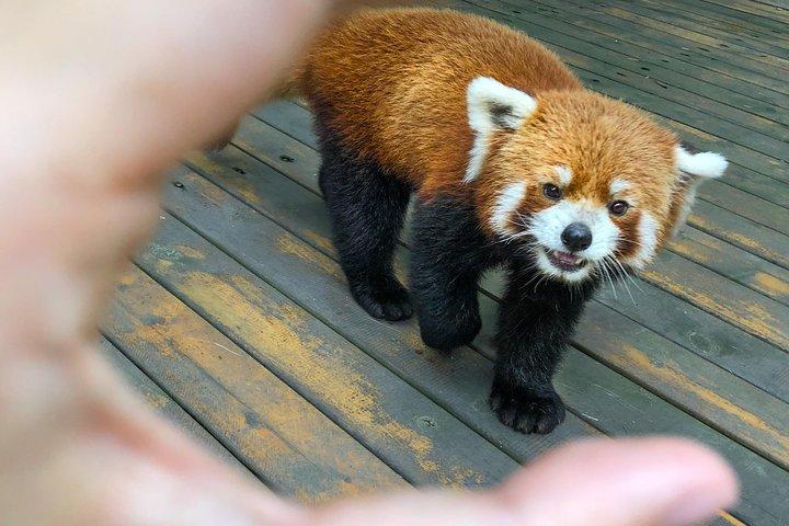 都江堰パンダ基地： パンダバレー観光2時間