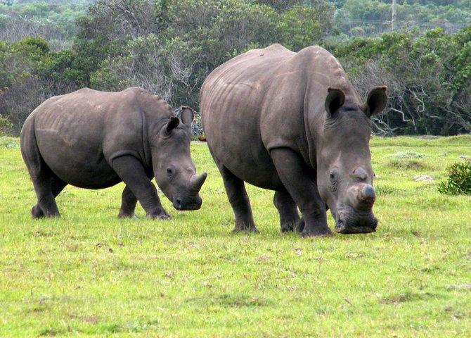 Kragga Kamma Game Park da Port Elizabeth