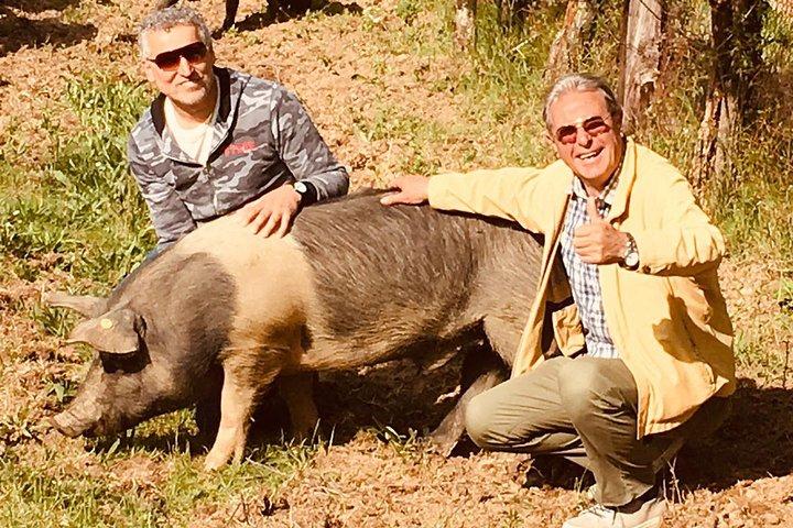 Visite à la ferme Cinta Senese à Montepulciano