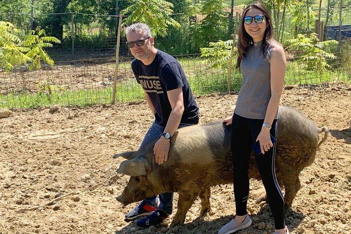 Visite à la ferme Cinta Senese à Montepulciano
