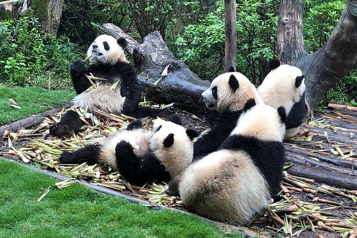 Private halbtägige Tour durch das Panda-Zuchtzentrum Chengdu mit optionaler Freiwilligenarbeit