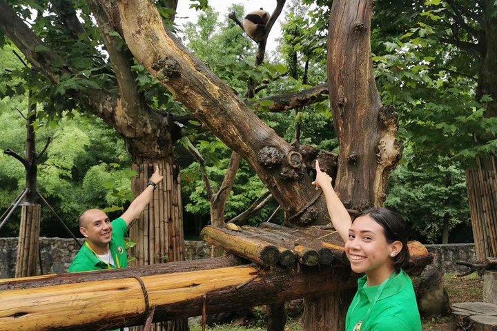 Volontario per un giorno presso il centro di soccorso dei panda della base privata di Dujiangyan Panda