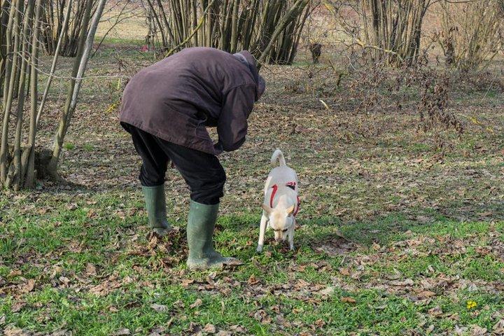 Truffeljacht op het platteland van Siena