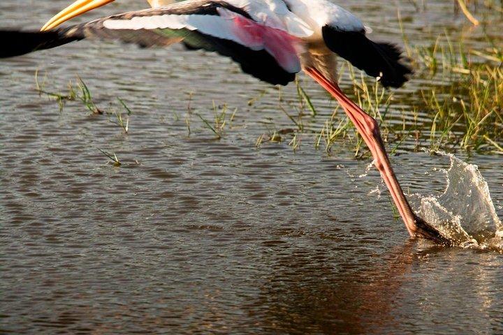 Evening Private Safari at Bundala Park by Yala La Safari Tours
