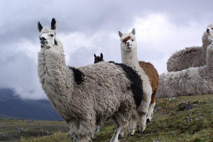 Tour de día completo Cotopaxi - Todo incluido - Caminata guiada y entrada al Parque Nacional