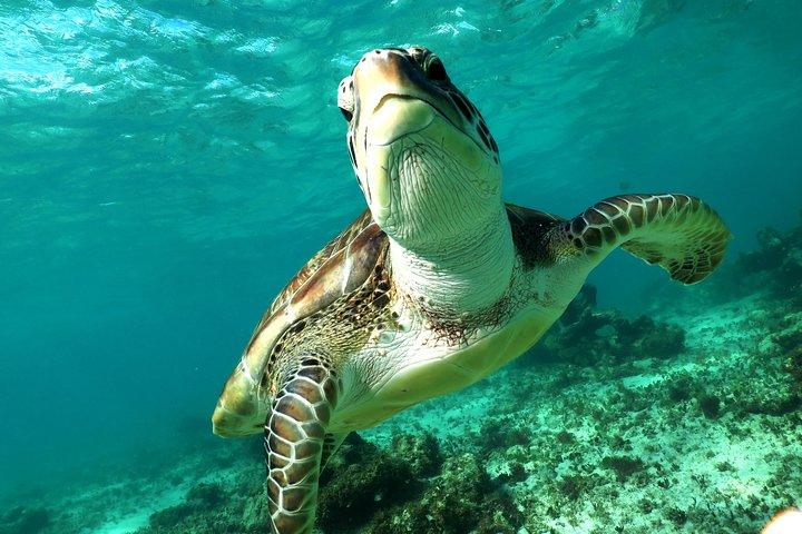 Actividad de snorkel en cenotes y tortugas desde la Riviera Maya