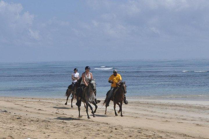 ビーチでの乗馬ツアーアドベンチャー