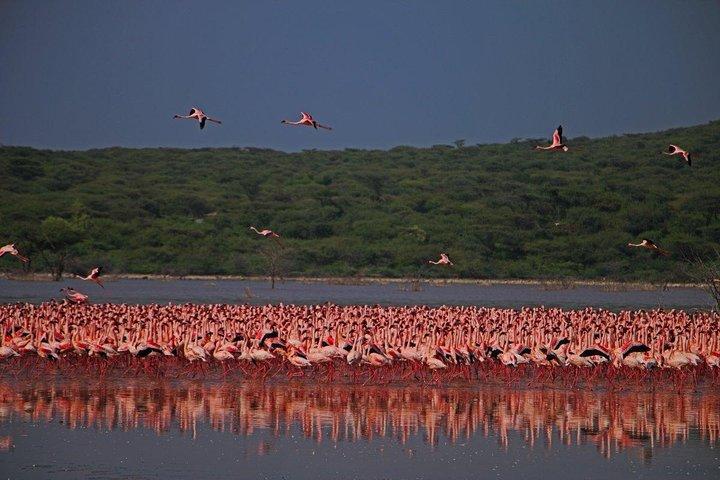 Övernattning Flamingo Watching Safari: Lake Bogoria & Lake Nakuru