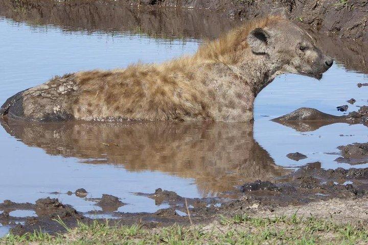 Chobe Day Trip