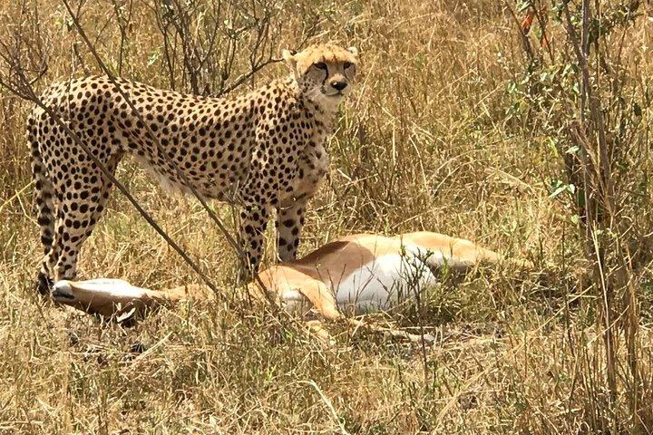 3 giorni Amboseli, terra del Kilimangiaro