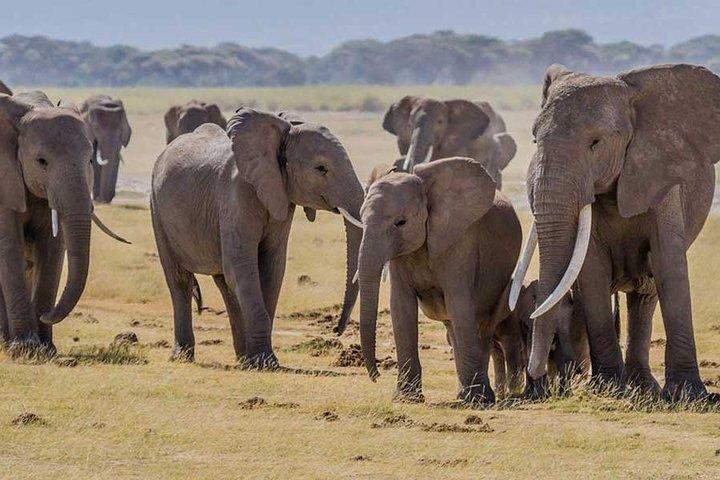 3 giorni Amboseli, terra del Kilimangiaro