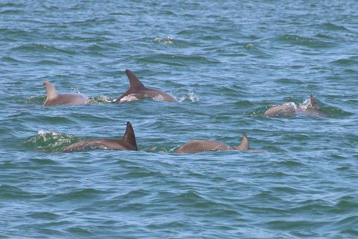 イルカツアーでのクリアウォーターエンカウンター