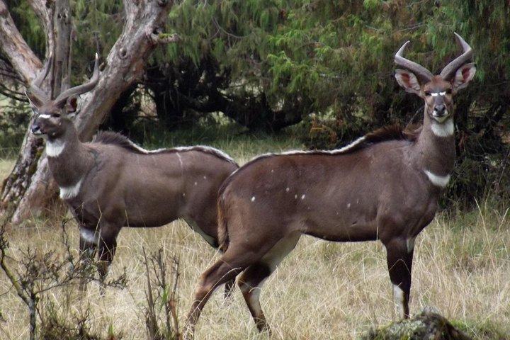 3-daagse Bale Mountains Trekking