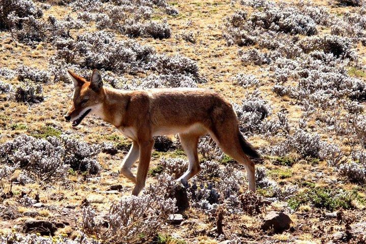 3-daagse Bale Mountains Trekking
