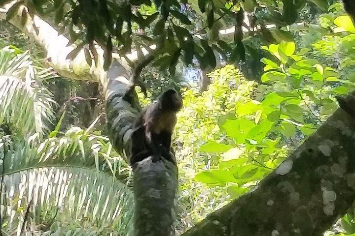 La foresta della Tijuca, il Jardim Bôtanico e i loro tesori