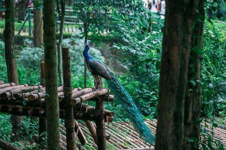 西安から新幹線でのプライベート成都パンダ繁殖センター日帰り旅行