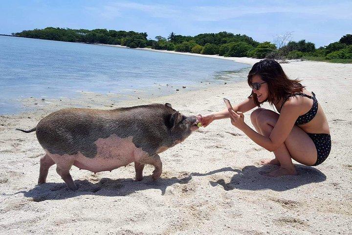 Semi VIP exclusivo de Pigs Island