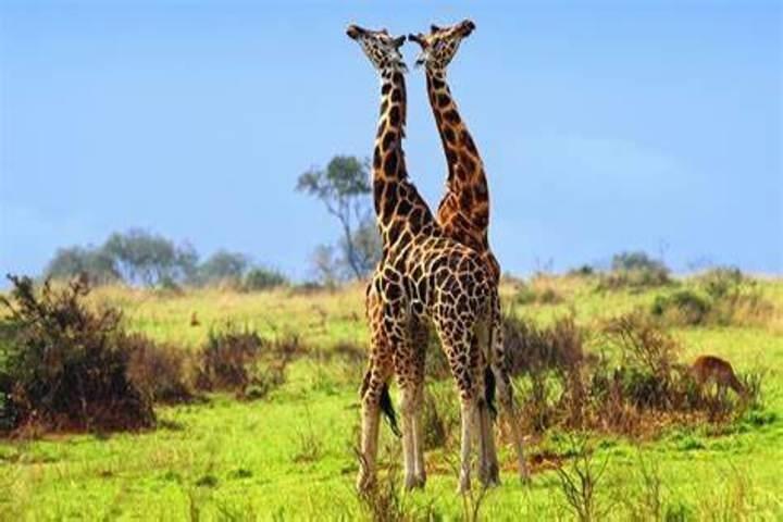 8 dias melhor do safari em Uganda