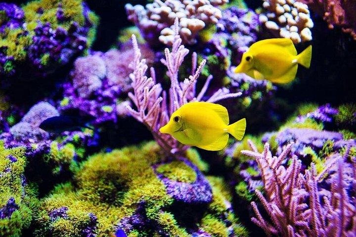 イルカの家、フルガダからグランド水族館