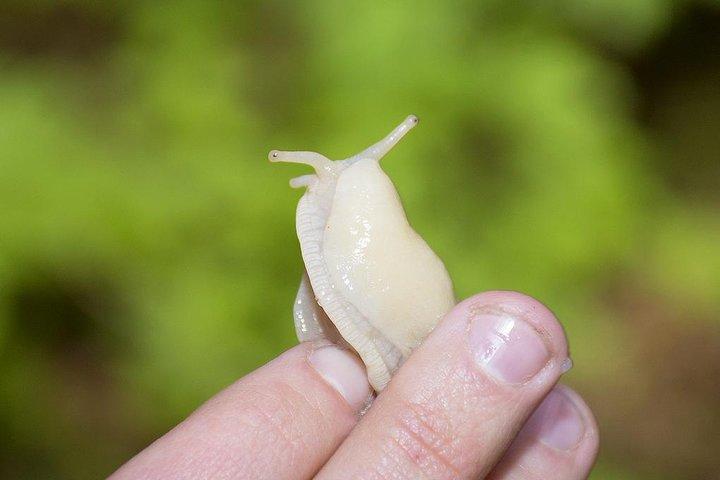 ケチカン熱帯雨林カヌーと自然散策