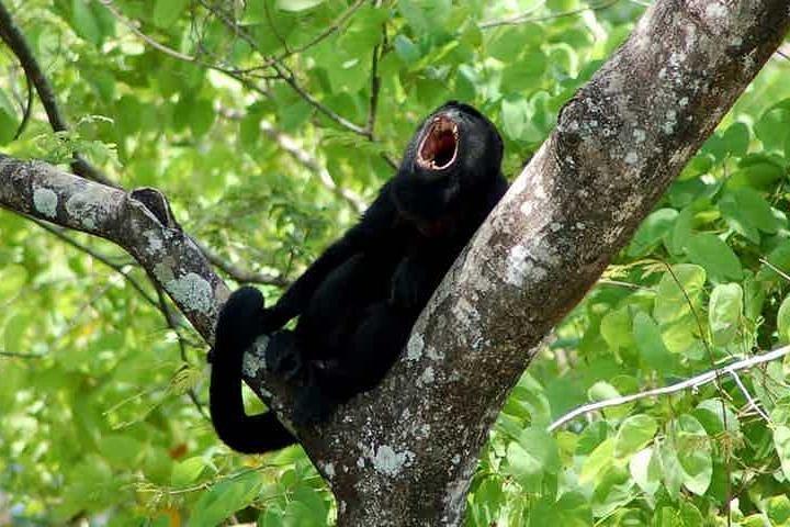 Visite privée de SJO au parc national Manuel Antonio