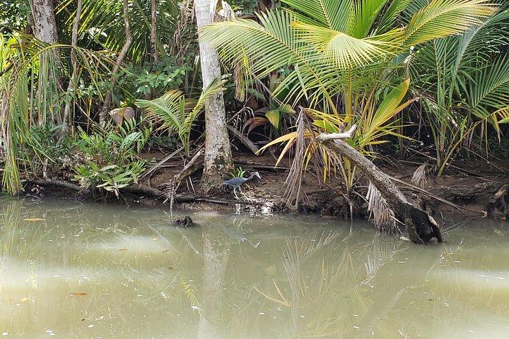 Indian River, Cold Soufriere & Fort Shirley (Northern Excursion)