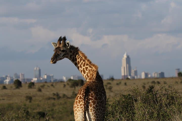 Nairobi National Park guided tour