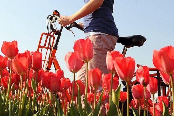 Visita privada guiada personalizable de día completo de Holanda desde Ámsterdam