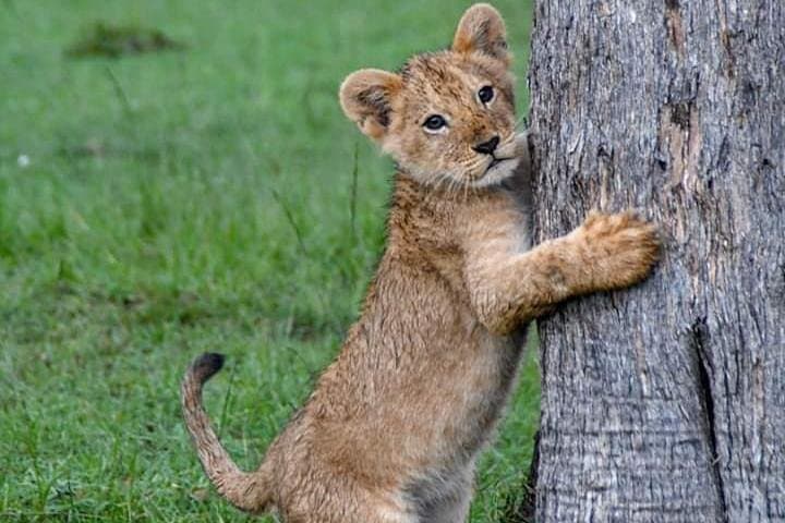 Half-Day Nairobi National Park Safari from Nairobi with Free Pickup